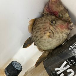 カワハギ