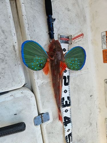 ホウボウの釣果
