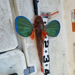ホウボウ