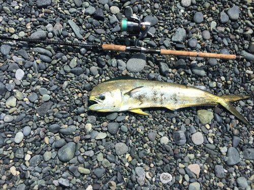 シイラの釣果