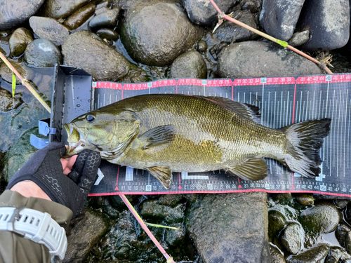 スモールマウスバスの釣果