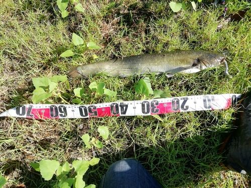 ナマズの釣果