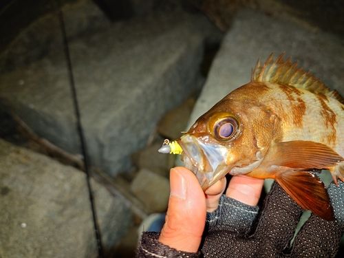 メバルの釣果
