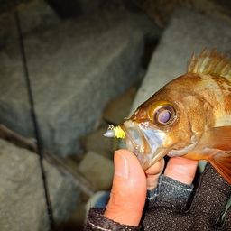 メバル