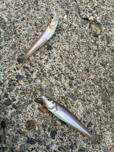 シロギスの釣果
