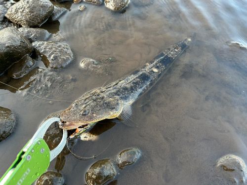 マゴチの釣果