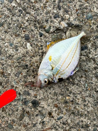 ヒイラギの釣果