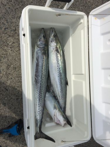 サワラの釣果