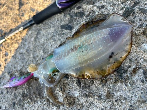 アオリイカの釣果