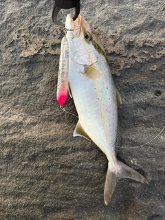 ショゴの釣果