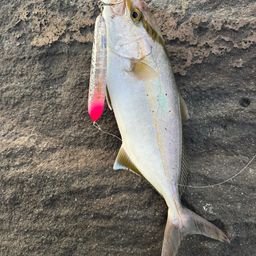 ショゴ