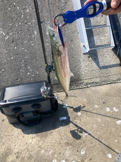 サゴシの釣果