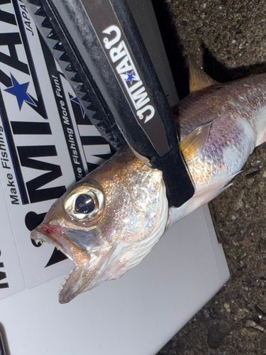 クロムツの釣果