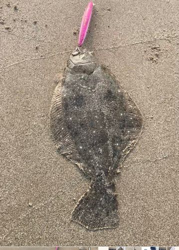 ヒラメの釣果