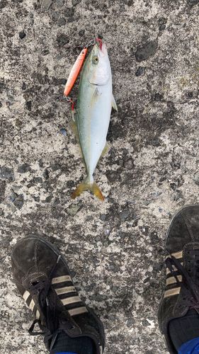 ワカシの釣果