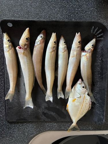ヒイラギの釣果