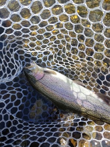 ニジマスの釣果