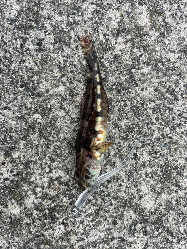 アナハゼの釣果