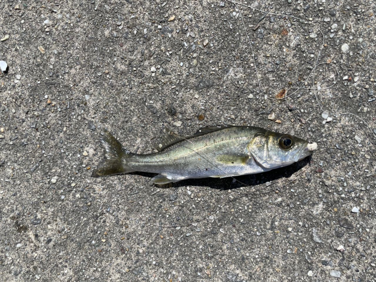 セイゴ（タイリクスズキ）