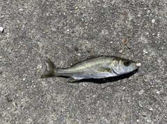 セイゴ（タイリクスズキ）の釣果