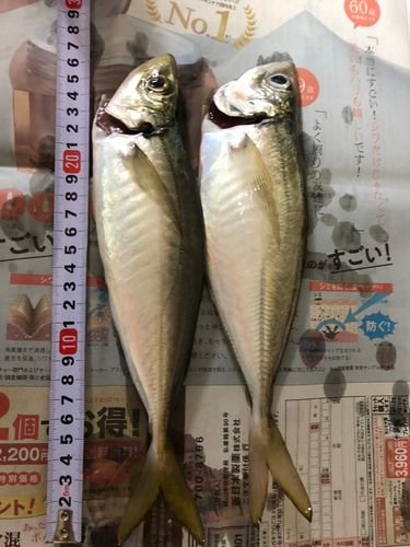アジの釣果