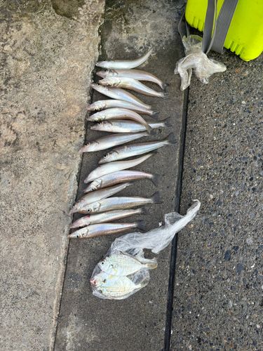 シロギスの釣果