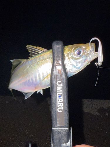 マアジの釣果