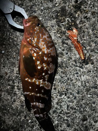 アコウの釣果