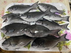 メジナの釣果
