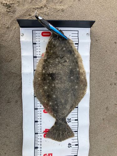 ヒラメの釣果