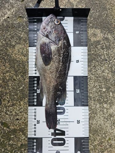 ソイの釣果