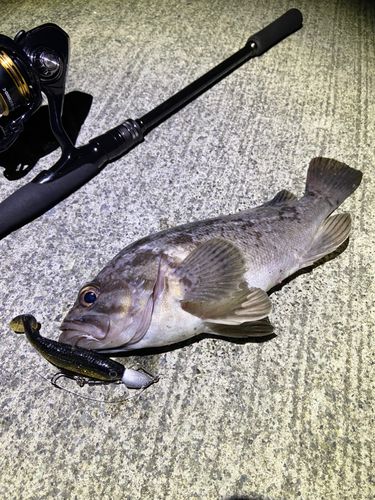 クロソイの釣果
