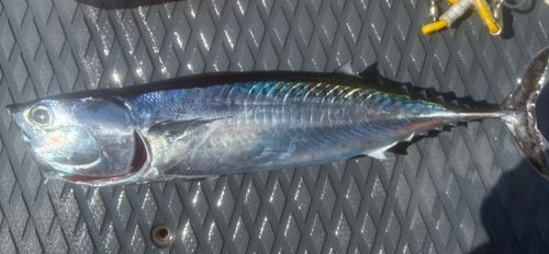 マルソウダの釣果