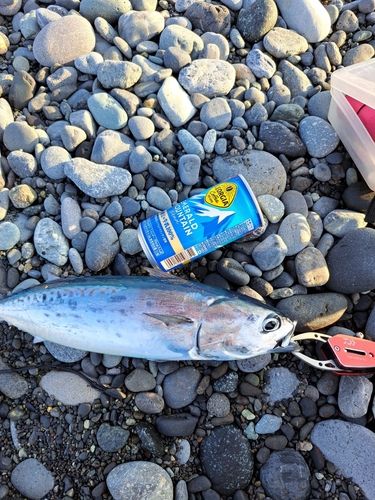 ソウダガツオの釣果