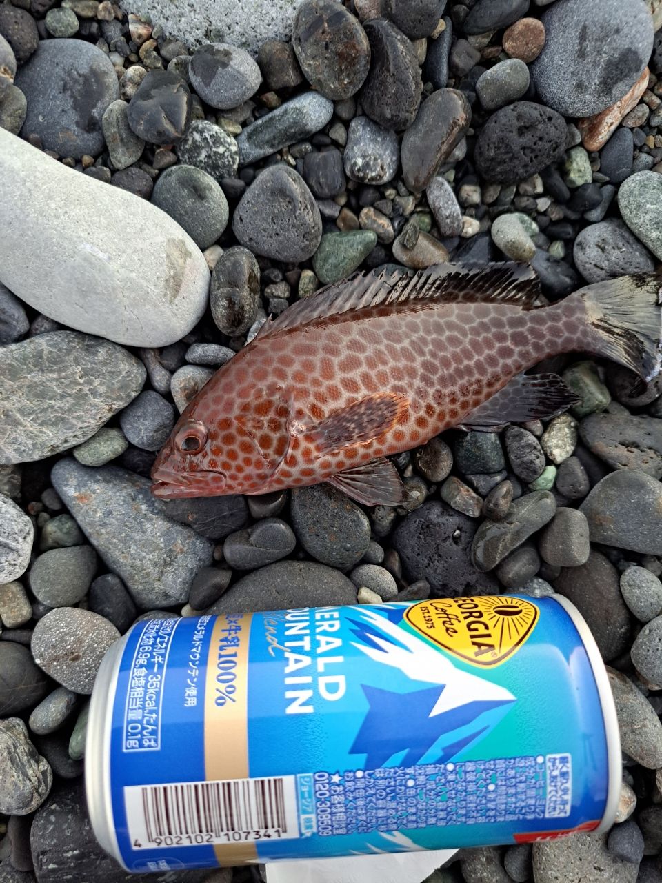 ソウダガツオ