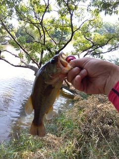 ラージマウスバスの釣果