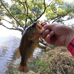 ラージマウスバス