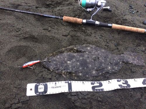 ヒラメの釣果