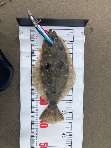 ヒラメの釣果