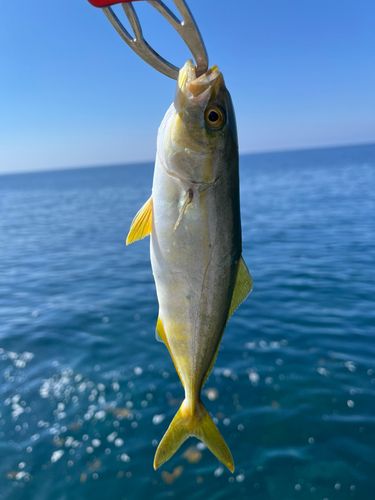 ツバスの釣果