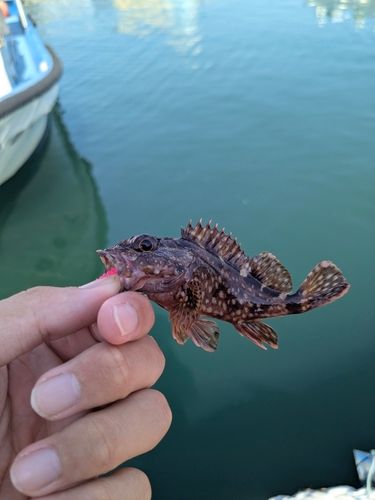 カサゴの釣果