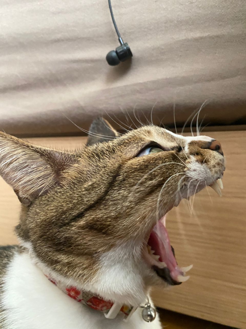 サヨリ