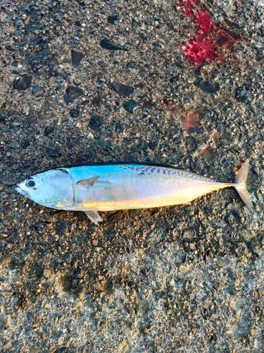 ソウダガツオの釣果