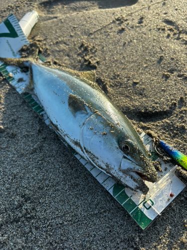 ワカシの釣果