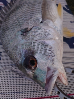 キビレの釣果