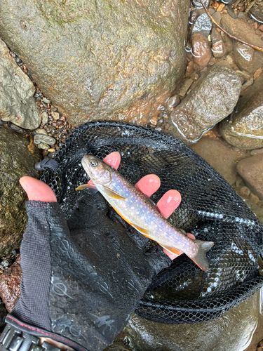 イワナの釣果