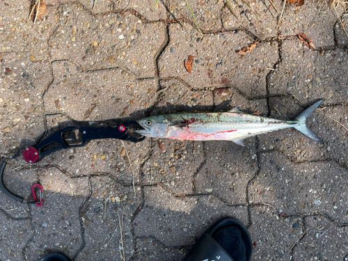 サゴシの釣果