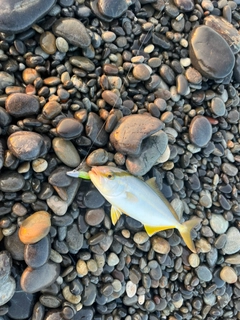 シオの釣果