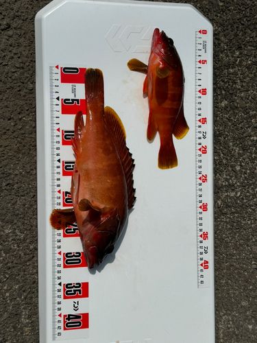 アカハタの釣果
