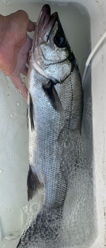 ヒラスズキの釣果